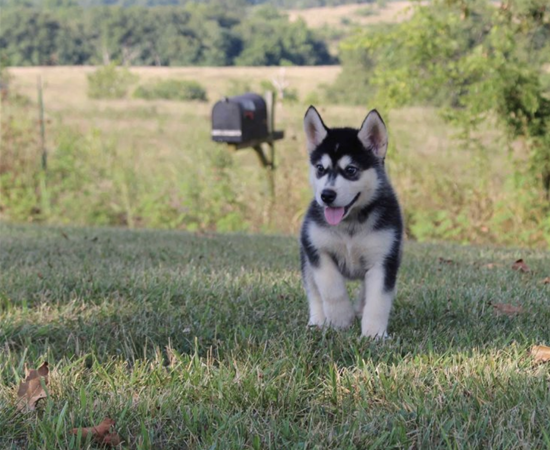 comprar cachorros sanos, baratos y asequibles para la venta